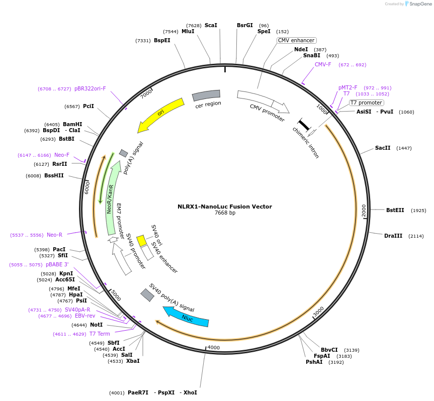 238844-plasmid-map-sequence-id-479844
