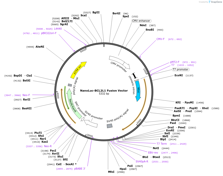 238869-plasmid-map-sequence-id-479845