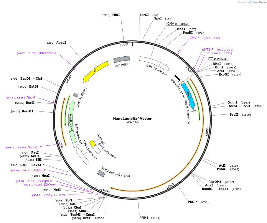 238829-plasmid-map-sequence-id-479846
