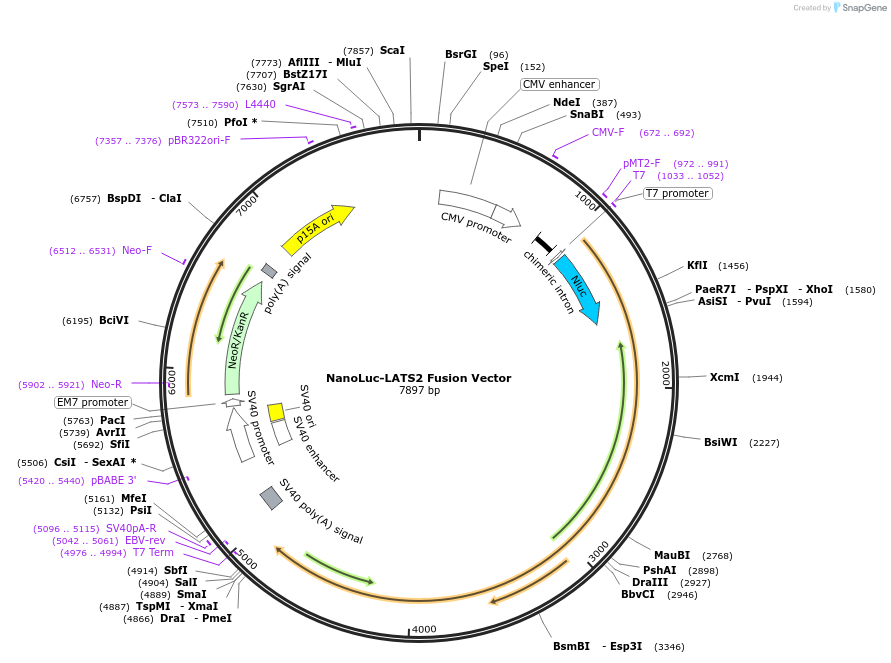 238845-plasmid-map-sequence-id-479847
