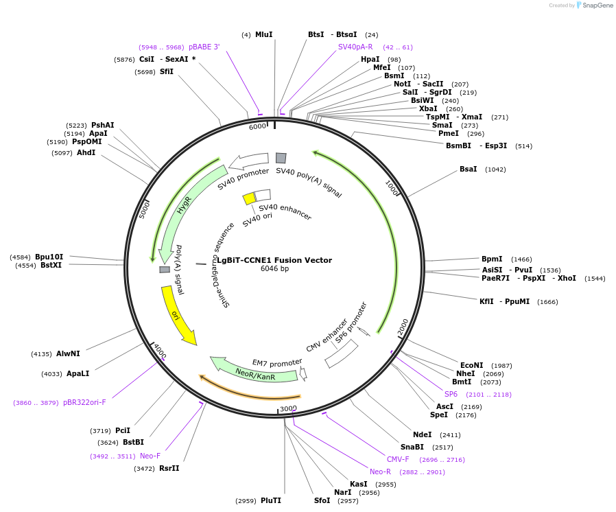 238833-plasmid-map-sequence-id-479848