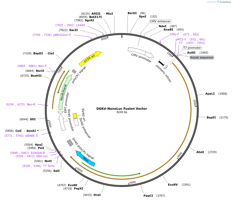 238835-plasmid-map-sequence-id-479850