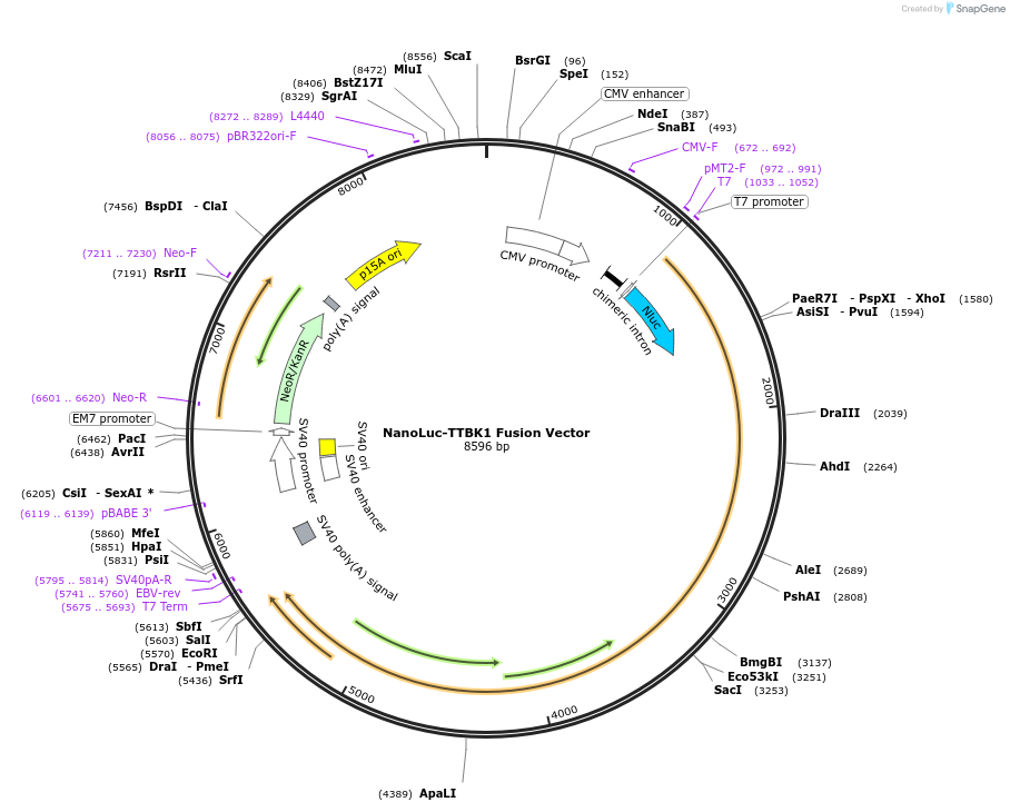 238837-plasmid-map-sequence-id-479851