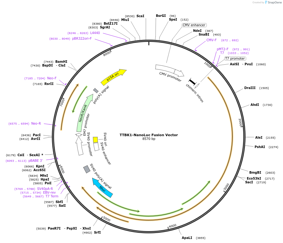 238842-plasmid-map-sequence-id-479853