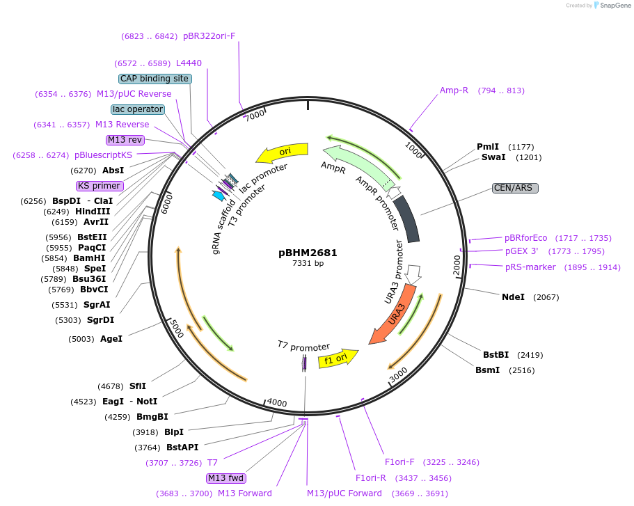 241726-plasmid-map-sequence-id-479856