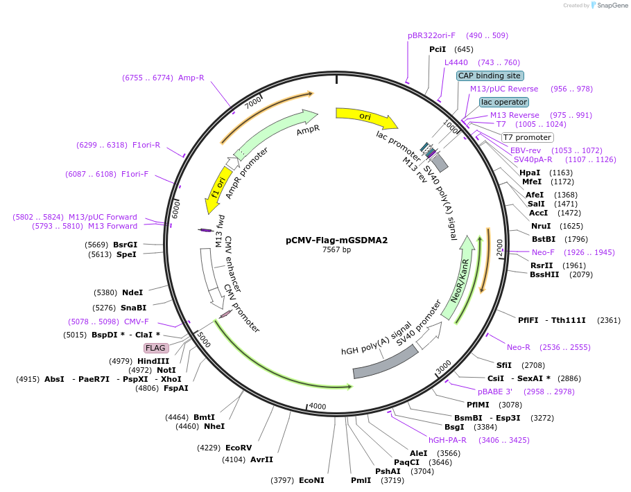 218941-plasmid-map-sequence-id-479857