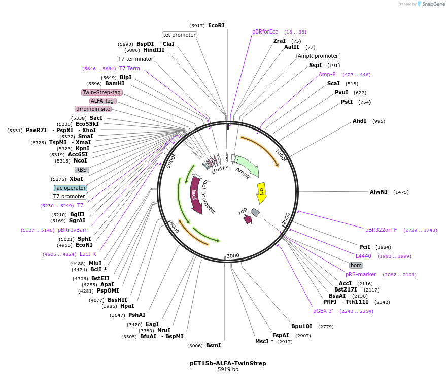 240252-plasmid-map-sequence-id-479858
