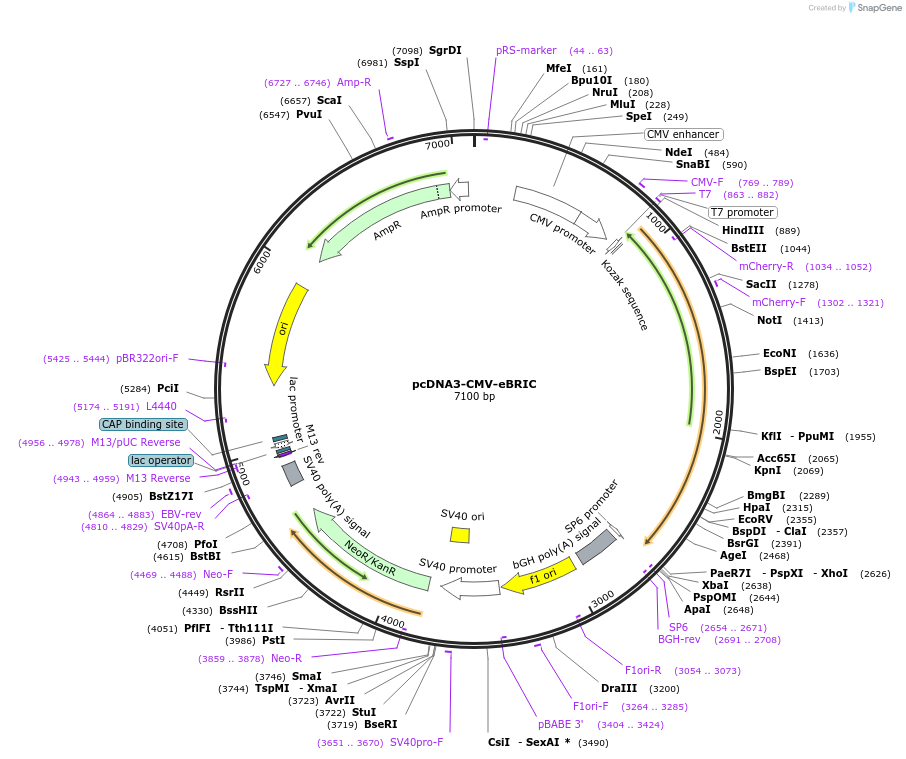 241800-plasmid-map-sequence-id-479859