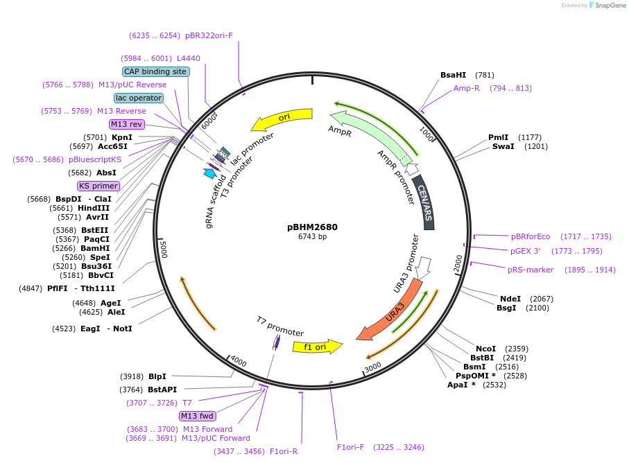 241725-plasmid-map-sequence-id-479860