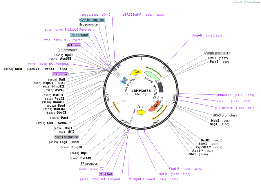 241723-plasmid-map-sequence-id-479861
