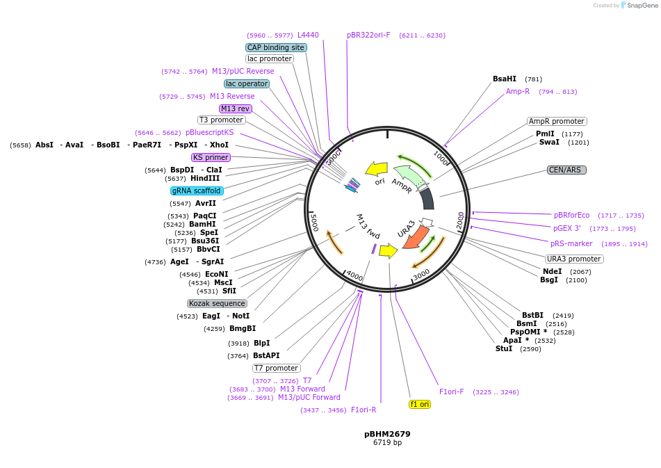 241724-plasmid-map-sequence-id-479863
