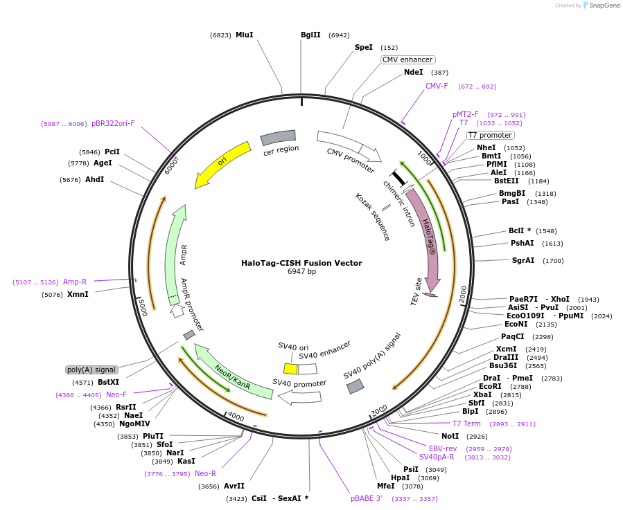 238744-plasmid-map-sequence-id-479864