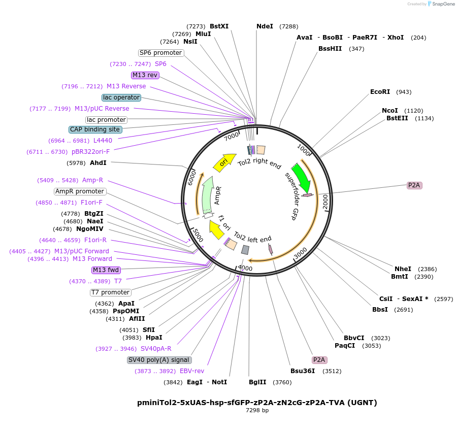 240273-plasmid-map-sequence-id-479865