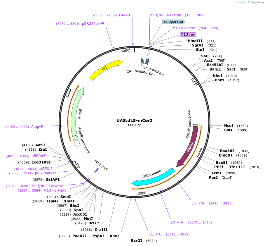 241797-plasmid-map-sequence-id-479866