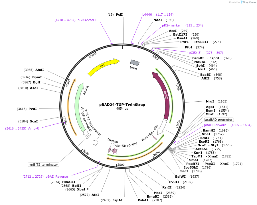 240249-plasmid-map-sequence-id-479868