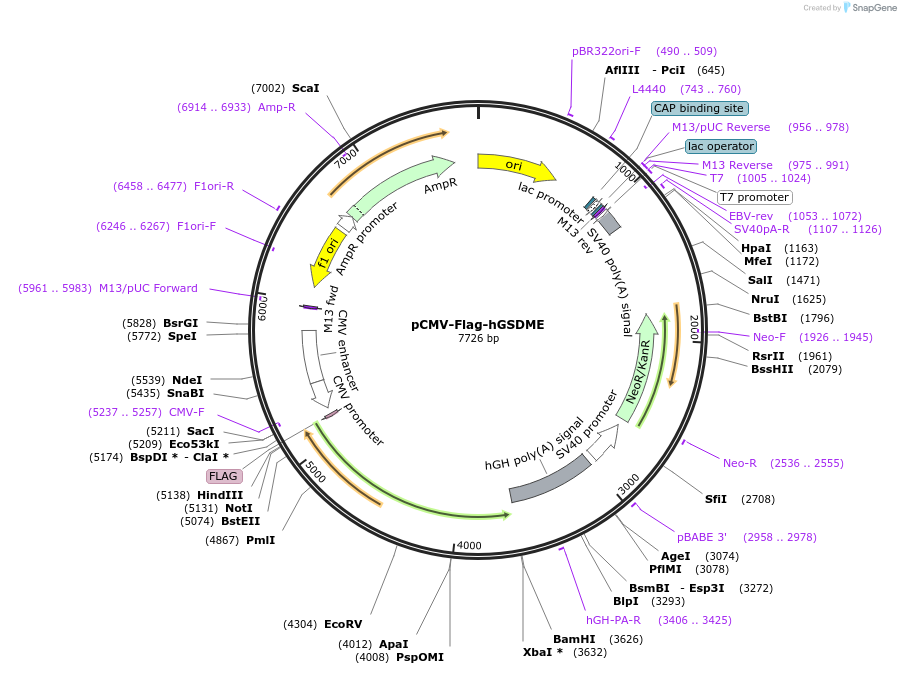218939-plasmid-map-sequence-id-479869
