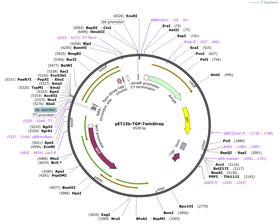 240251-plasmid-map-sequence-id-479875