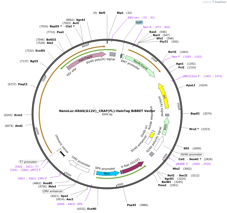 238571-plasmid-map-sequence-id-479882