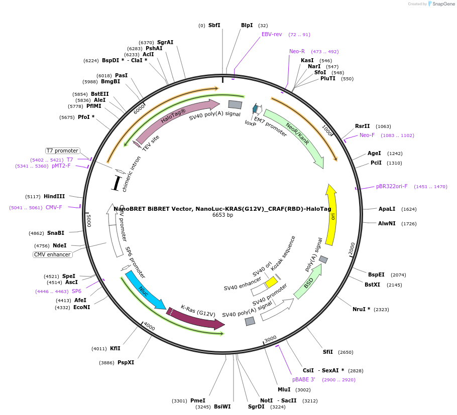 238572-plasmid-map-sequence-id-479883