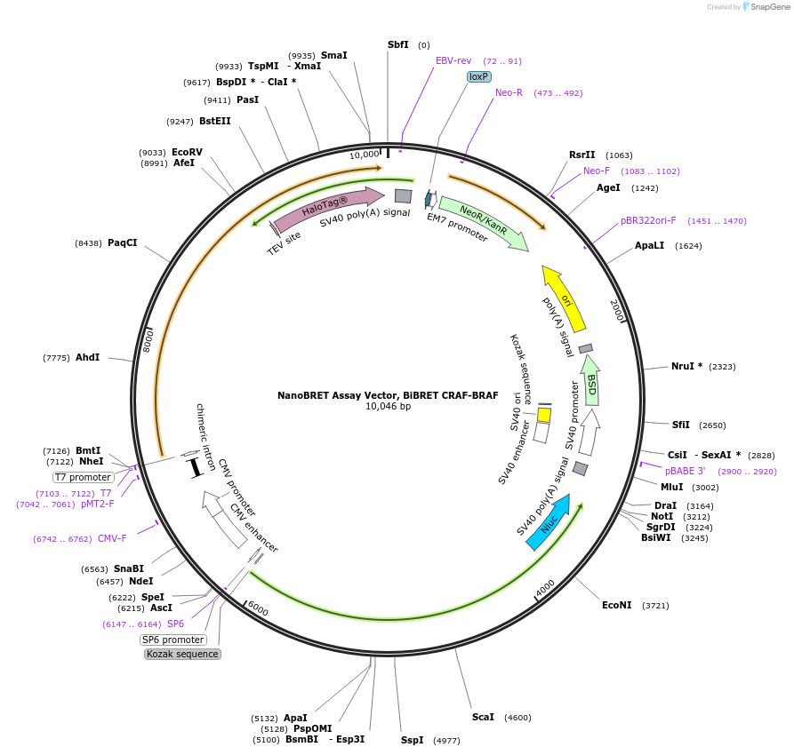 238574-plasmid-map-sequence-id-479884