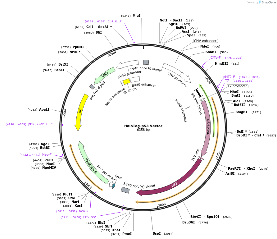 238655-plasmid-map-sequence-id-479885