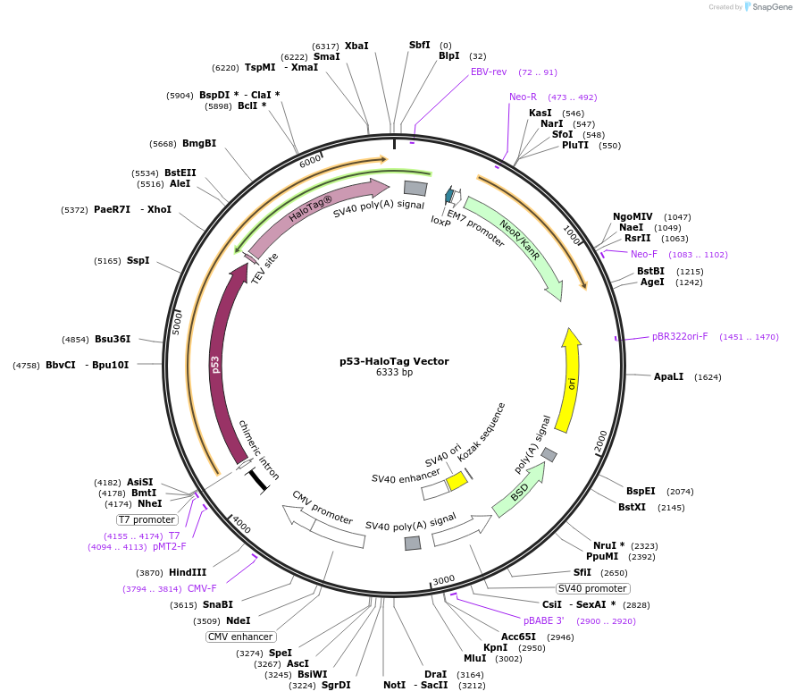 238656-plasmid-map-sequence-id-479886