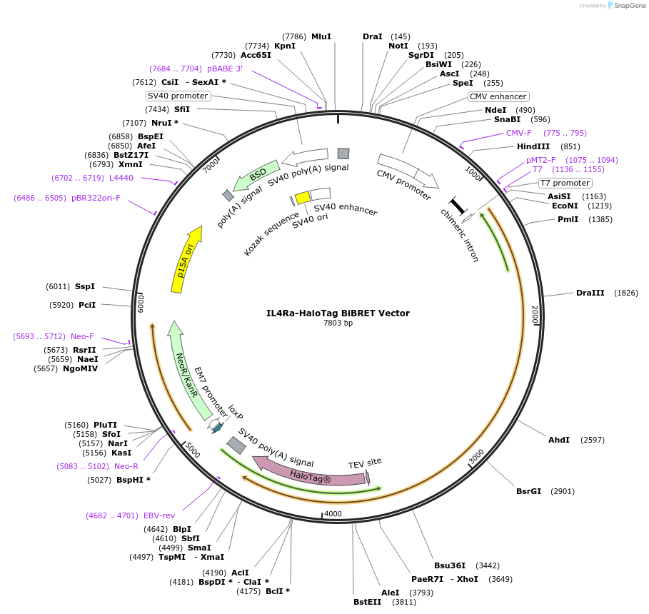 238676-plasmid-map-sequence-id-479887