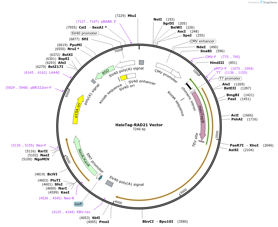 238693-plasmid-map-sequence-id-479889