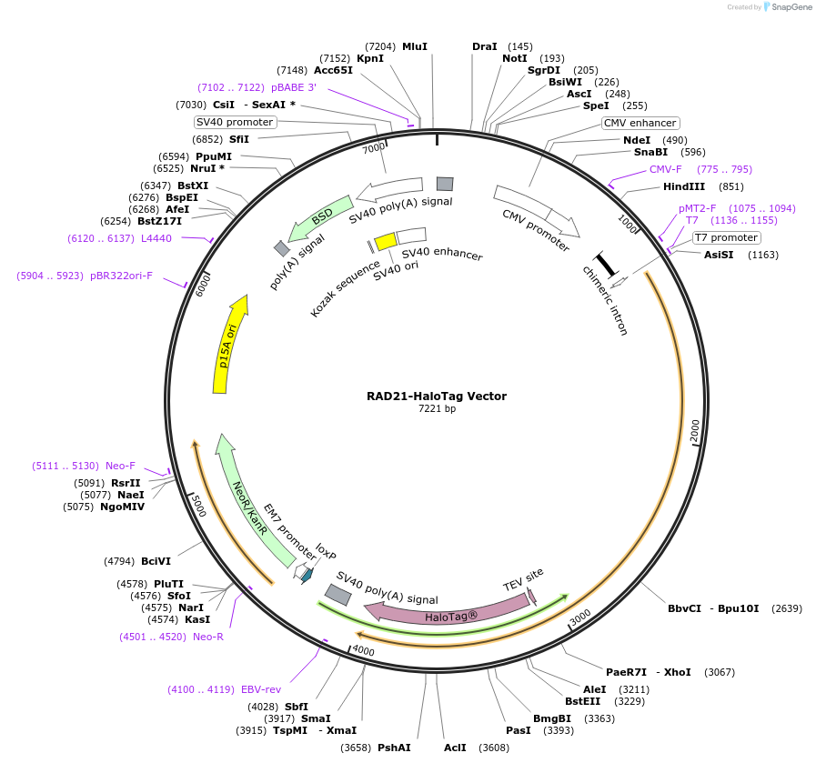 238694-plasmid-map-sequence-id-479890