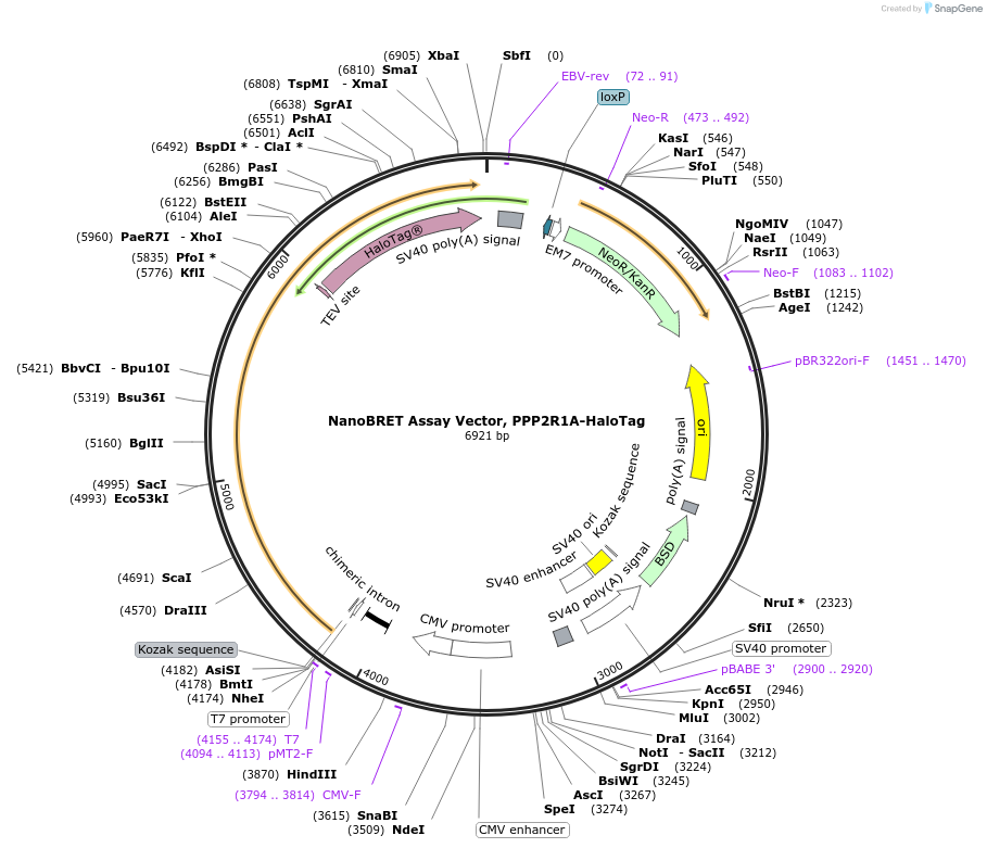 238714-plasmid-map-sequence-id-479891