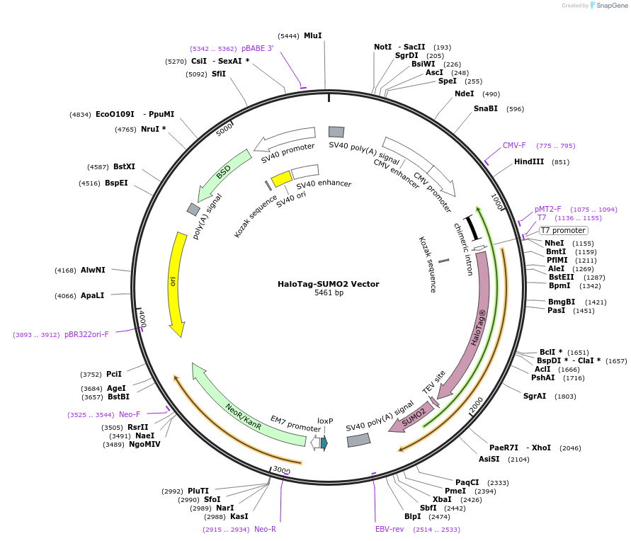 238698-plasmid-map-sequence-id-479892