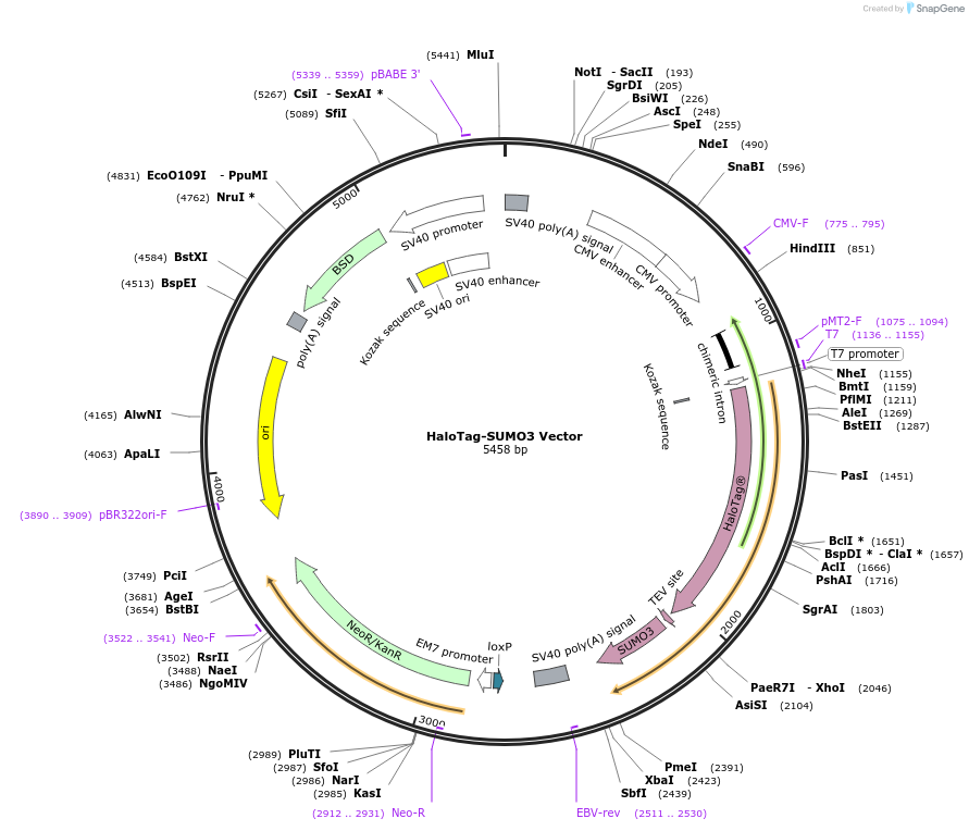 238697-plasmid-map-sequence-id-479893