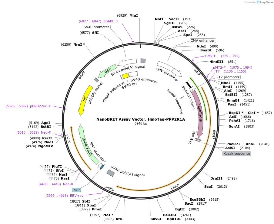 238715-plasmid-map-sequence-id-479894