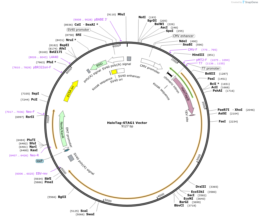 238689-plasmid-map-sequence-id-479895
