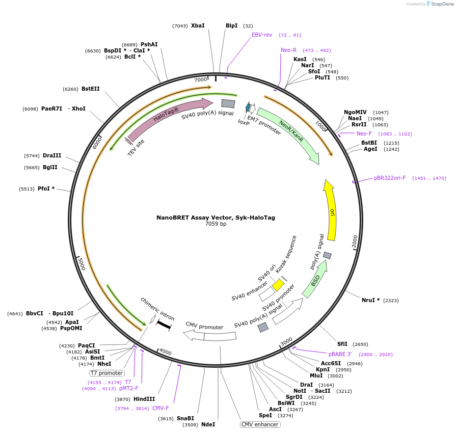 238721-plasmid-map-sequence-id-479896