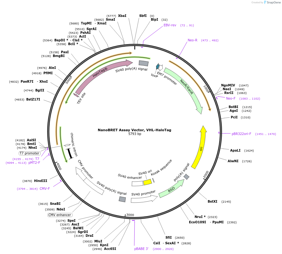 238752-plasmid-map-sequence-id-479897