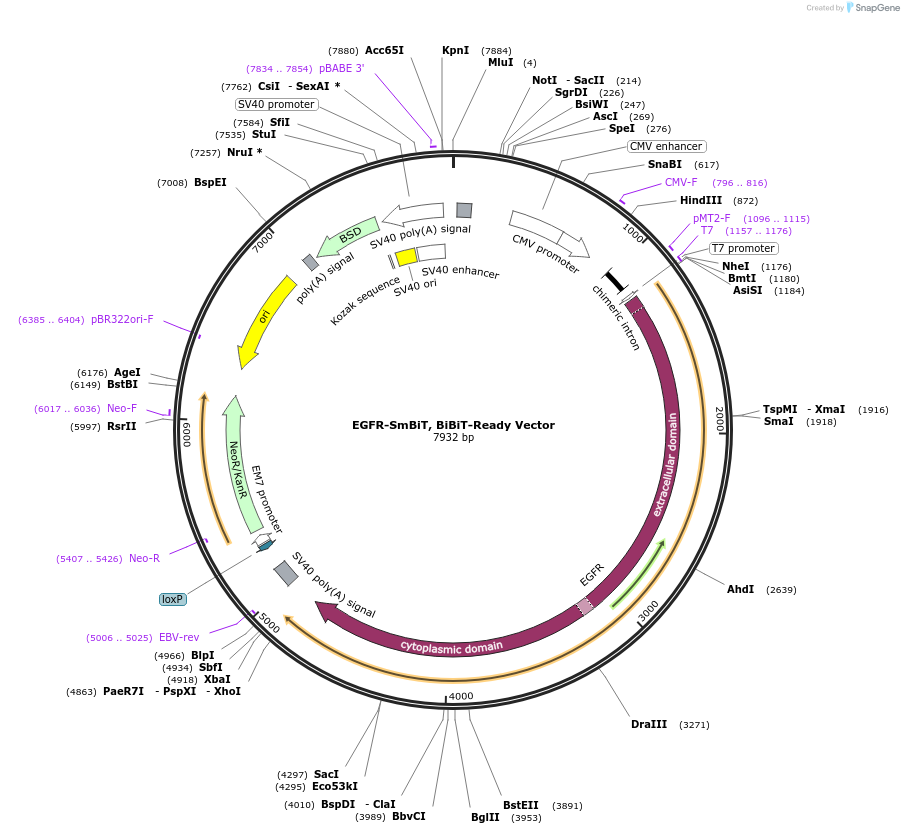 238754-plasmid-map-sequence-id-479898