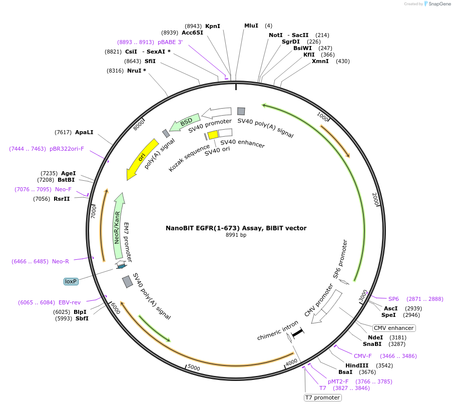 238756-plasmid-map-sequence-id-479899