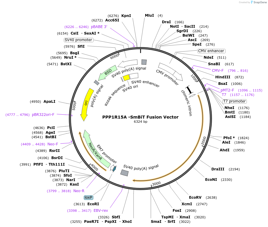238761-plasmid-map-sequence-id-479900