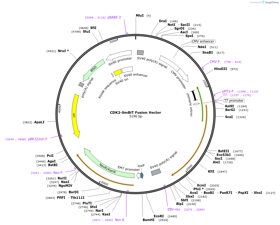 238763-plasmid-map-sequence-id-479902