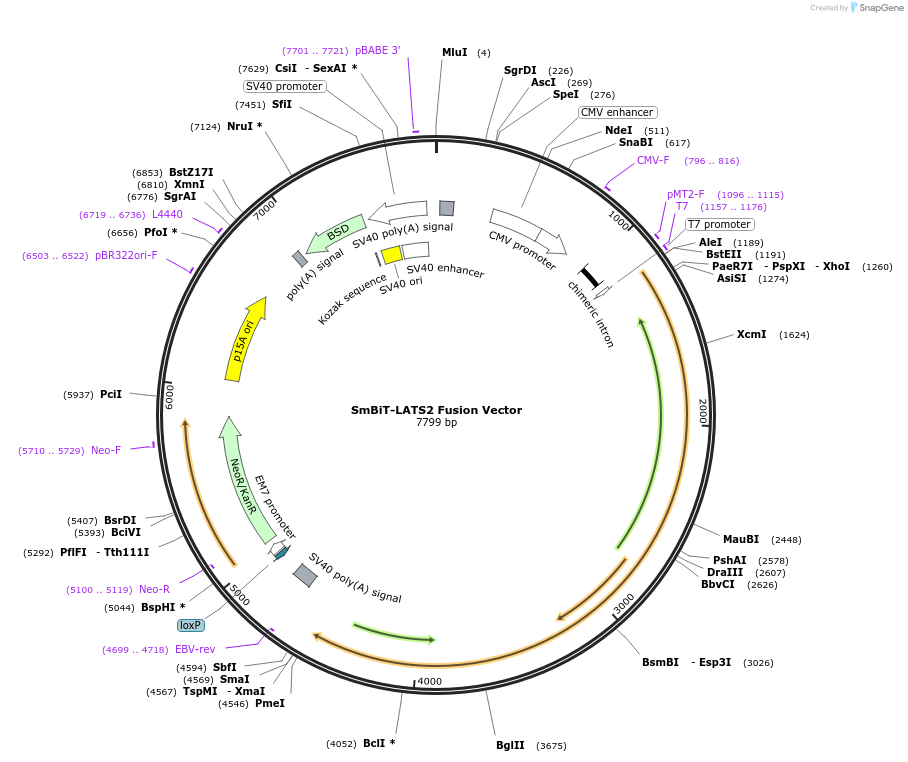 238765-plasmid-map-sequence-id-479903