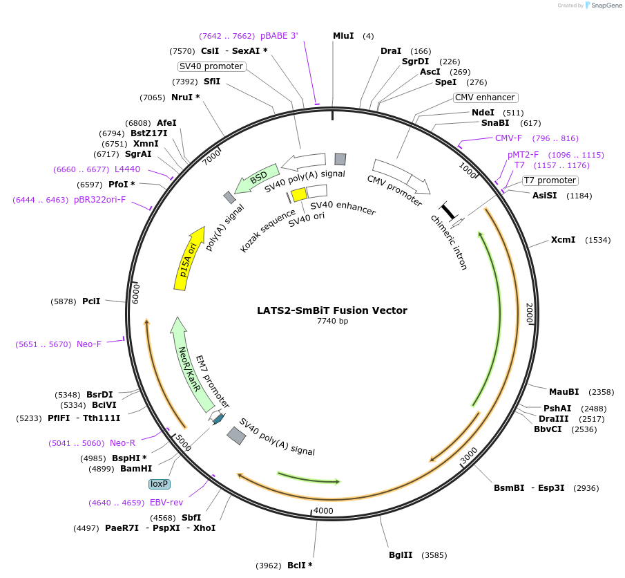 238766-plasmid-map-sequence-id-479904