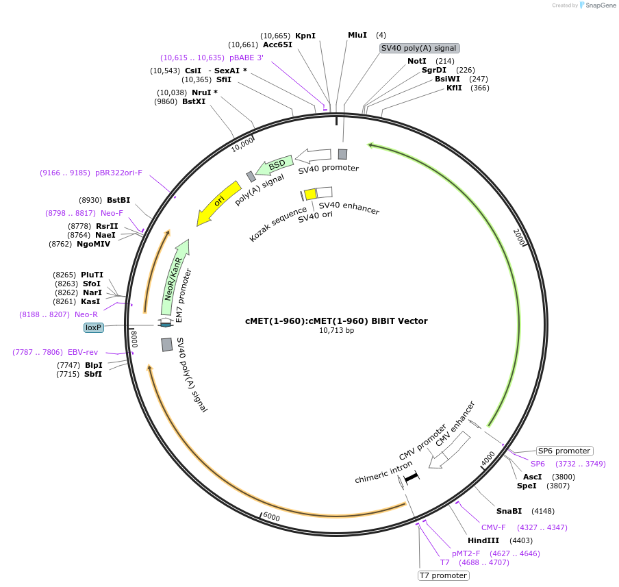 238767-plasmid-map-sequence-id-479905