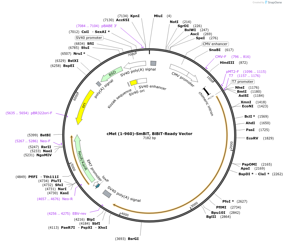 238768-plasmid-map-sequence-id-479906