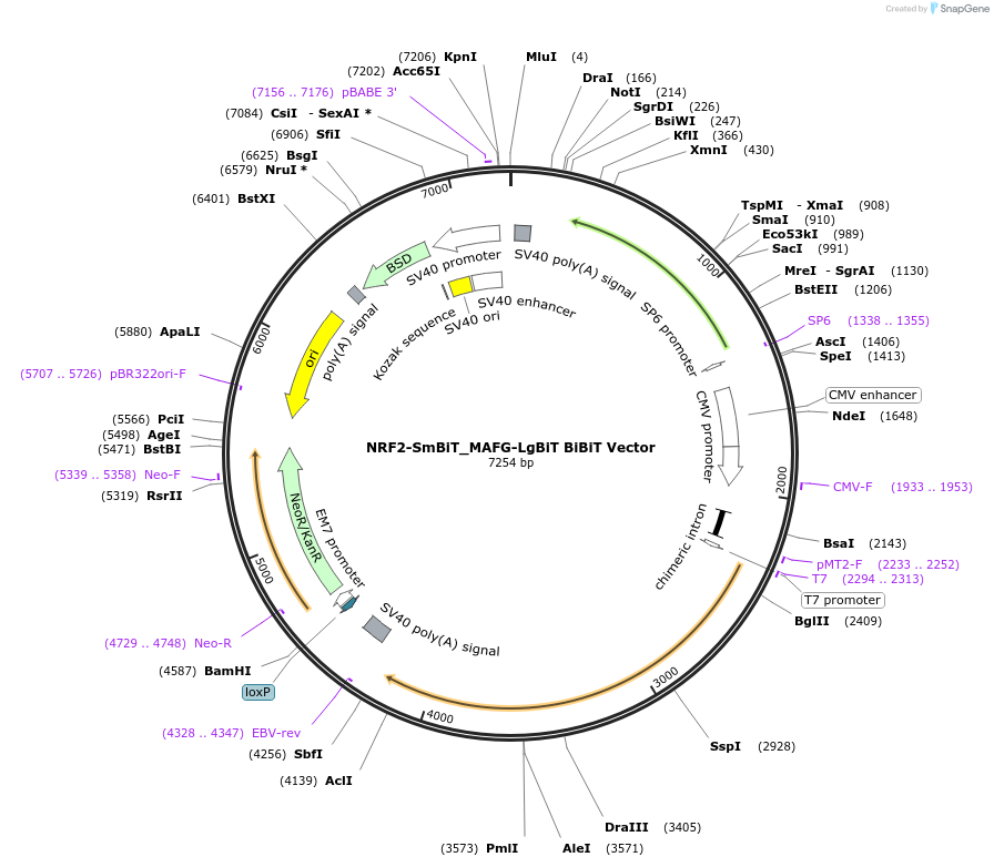 238773-plasmid-map-sequence-id-479907
