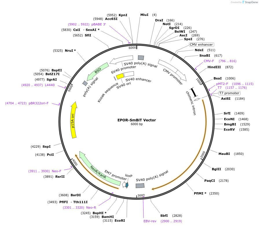 238777-plasmid-map-sequence-id-479909