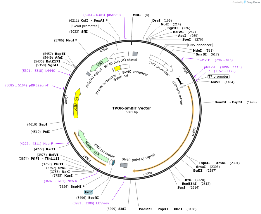 238780-plasmid-map-sequence-id-479910