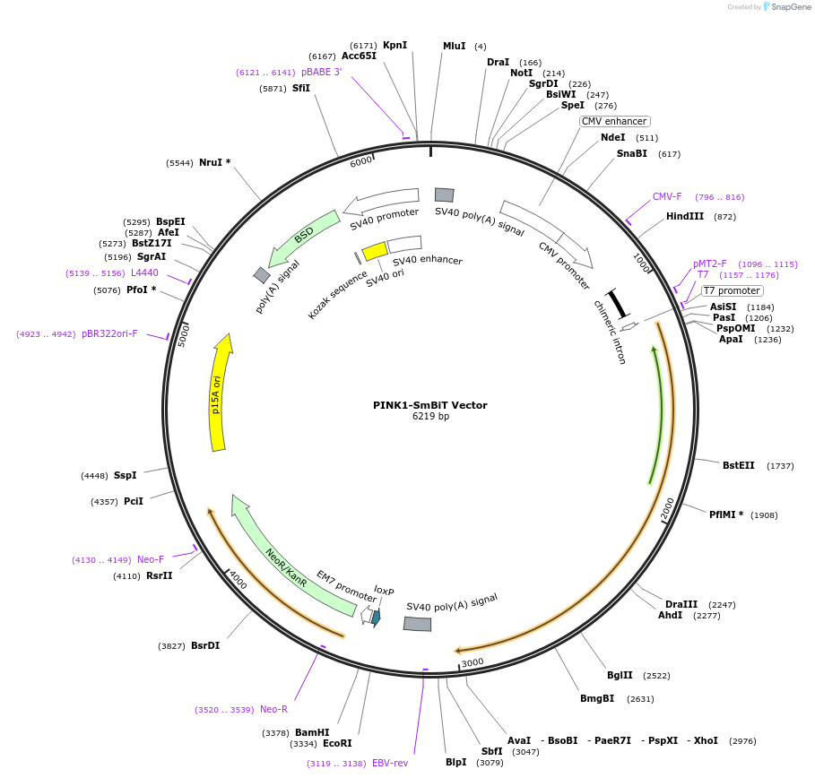 238782-plasmid-map-sequence-id-479911