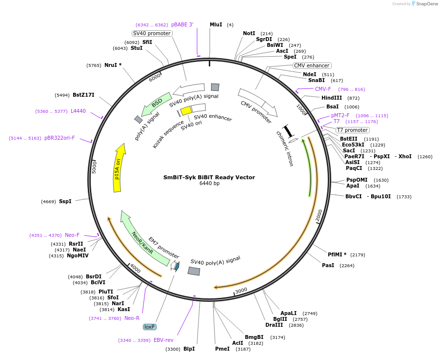 238794-plasmid-map-sequence-id-479912