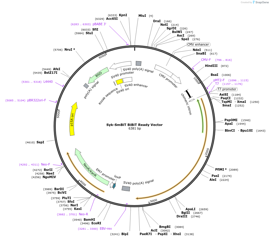 238795-plasmid-map-sequence-id-479913